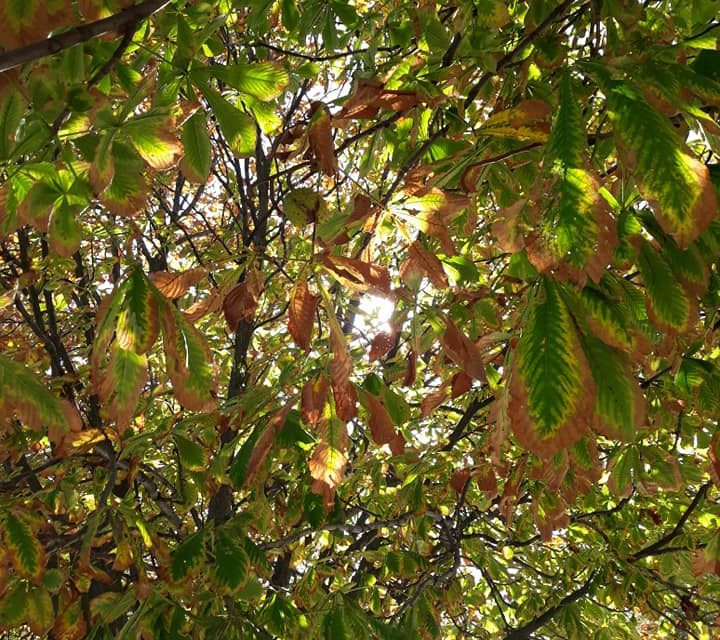 <span class="entry-title-primary">Egy lányhoz</span> <span class="entry-subtitle">Szapphó verse</span>