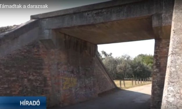 Zenta: Három kiskorú került kórházba a darázstámadás miatt