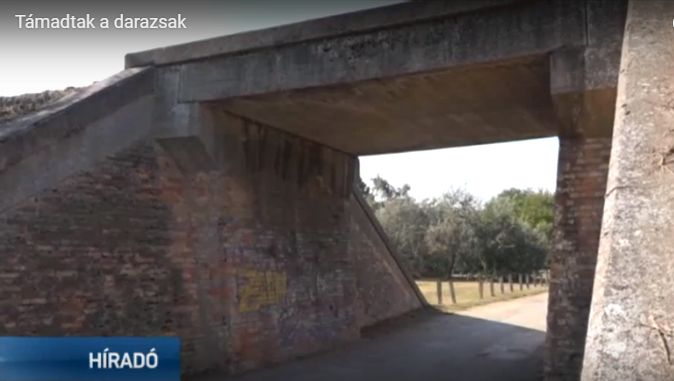 Zenta: Három kiskorú került kórházba a darázstámadás miatt