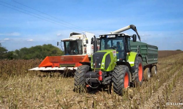Csantavéren eltűnt négy hold napraforgó