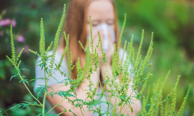 Virágzik a parlagfű