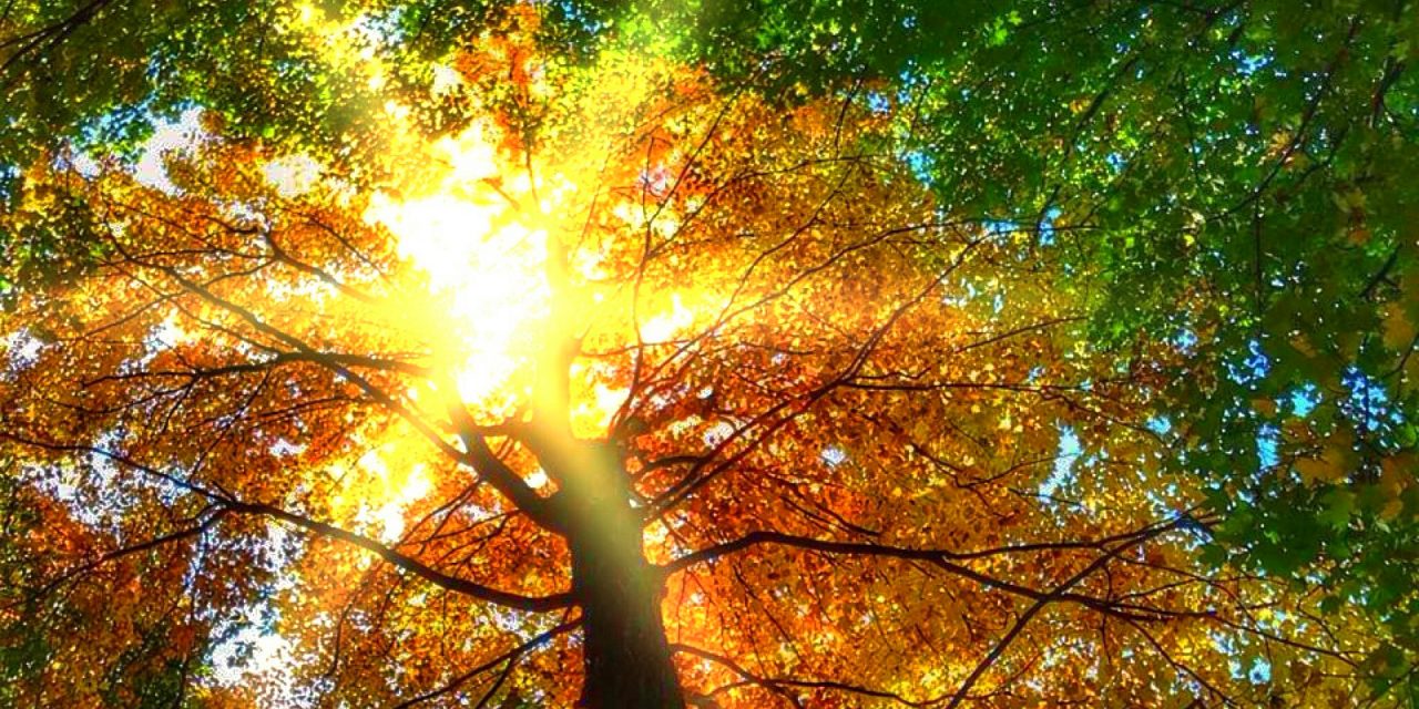 <span class="entry-title-primary">Szeptember</span> <span class="entry-subtitle">Csuka Zoltán verse</span>