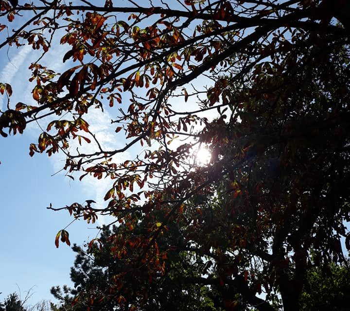 <span class="entry-title-primary">XXI. szonett</span> <span class="entry-subtitle">William Shakespeare költeménye</span>