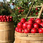 Az olcsó lengyel alma letarolja a szerbiai piacot