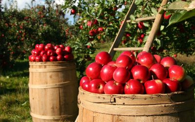 Az olcsó lengyel alma letarolja a szerbiai piacot