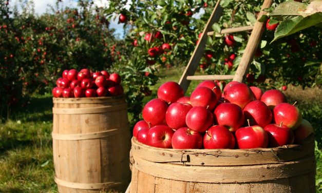 <span class="entry-title-primary">Több tonna alma rohad a földeken</span> <span class="entry-subtitle">Három dinárt fizetnek az ipari alma kilójáért, az első osztályú gyümölcs 20 dinár, de így sem kell senkinek</span>