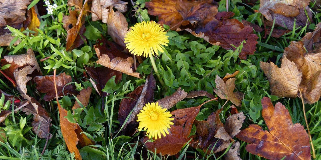 <span class="entry-title-primary">Születésnapi köszönet az Olvasónak</span> <span class="entry-subtitle">Kétéves a Szabad Magyar Szó</span>