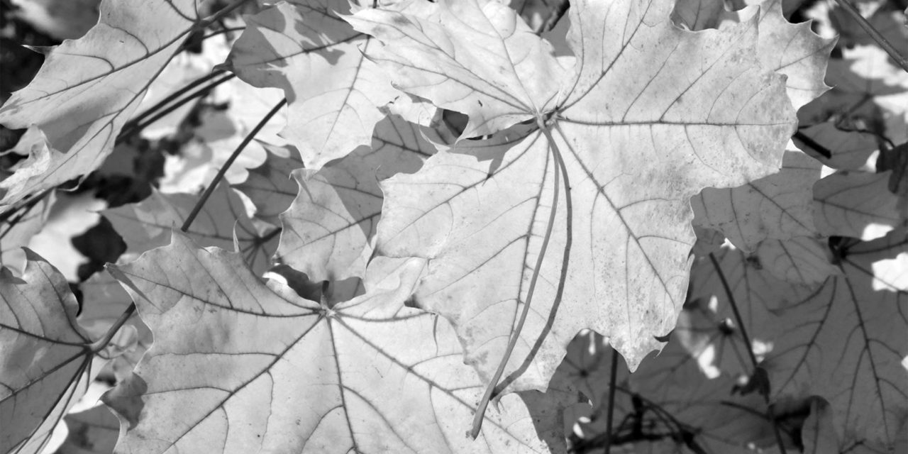 <span class="entry-title-primary">Ezerkilencszázötvenhat, ősz felé</span> <span class="entry-subtitle">Ioan Flora verse</span>