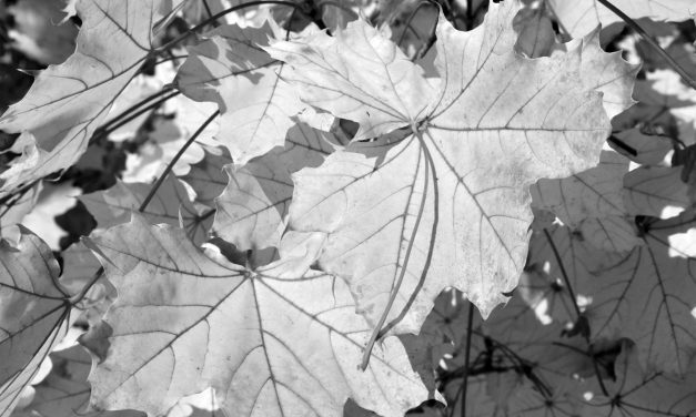 <span class="entry-title-primary">Ezerkilencszázötvenhat, ősz felé</span> <span class="entry-subtitle">Ioan Flora verse</span>