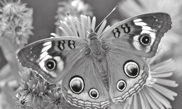 <span class="entry-title-primary">Pillangók a sivatagban</span> <span class="entry-subtitle">Anthony Thwaite verse</span>