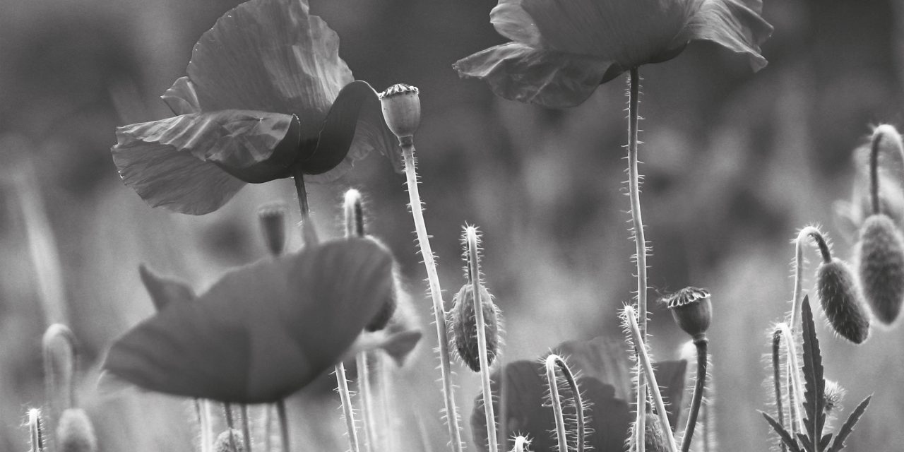 <span class="entry-title-primary">Vándor</span> <span class="entry-subtitle">Győry Dezső verse</span>