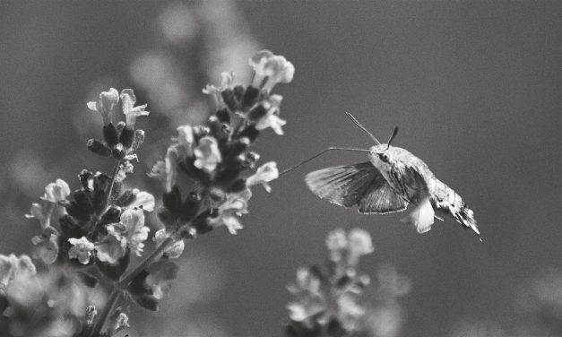 <span class="entry-title-primary">Szerelmes vers</span> <span class="entry-subtitle">José Eduardo Degrazia költeménye</span>