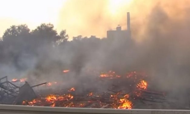 Egy 81 éves belgrádi férfit vettek őrizetbe a Császár-tó rezervátumot is érintő tűzeset miatt