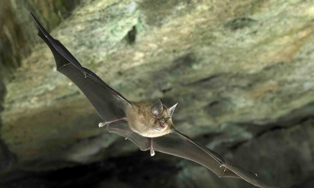 Ma kezdődik az őszi ülésszak a szerb parlamentben