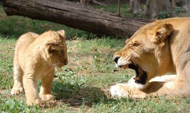 Oroszlánbébi született a Palicsi Állatkertben