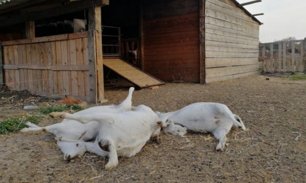 Tömeges állatpusztulás Versecnél, a karbofurán még mindig ott van a földeken