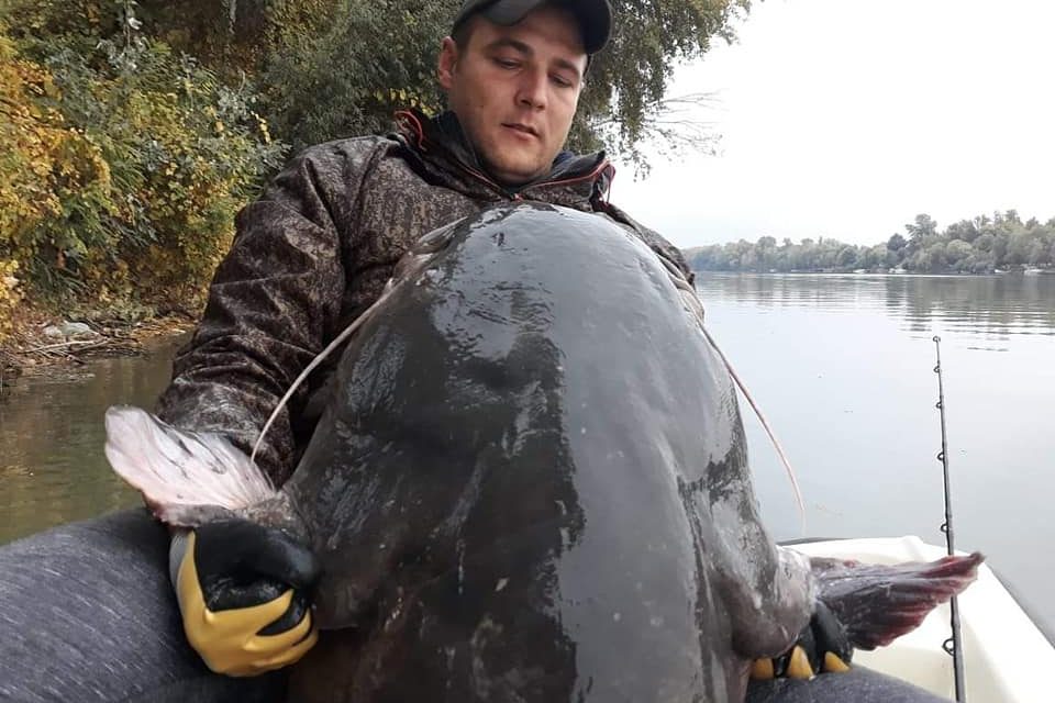 Kanizsa: Kifogta, majd visszaengedte a nyolcvan kilós harcsát