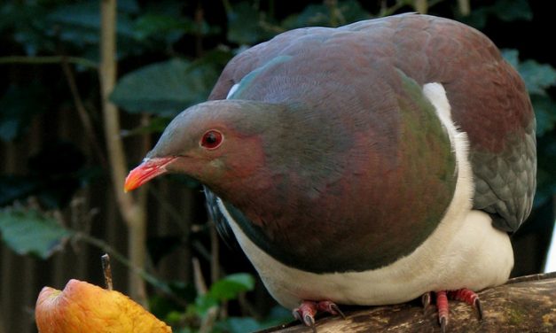 Az év madara: Galamb, amelyik részegen leesik a fáról