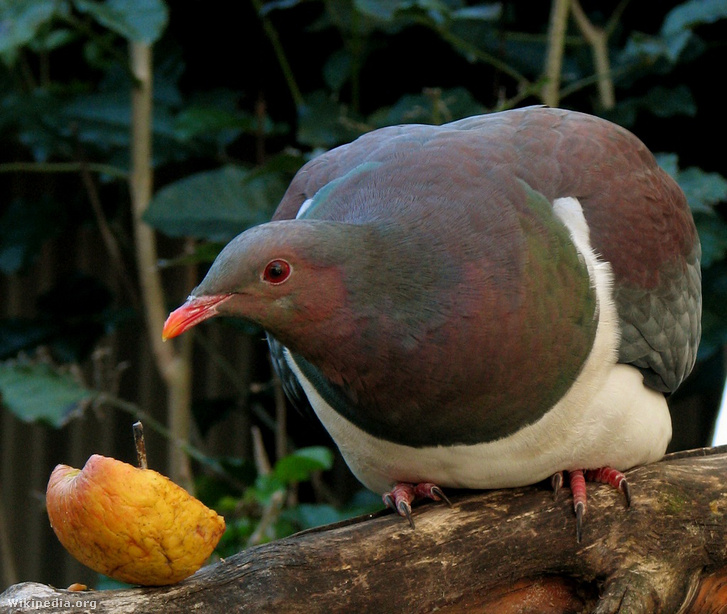 Az év madara: Galamb, amelyik részegen leesik a fáról