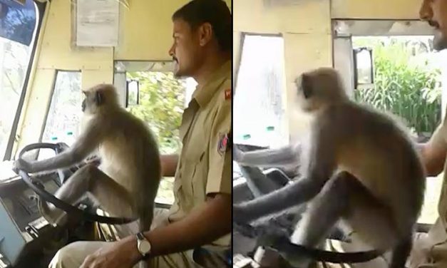 Majom a kormánynál – VIDEÓVAL