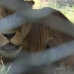 Állatkínzás és állatölés miatt tettek feljelentést a Palicsi Állatkert alkalmazottja ellen