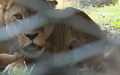 Állatkínzás és állatölés miatt tettek feljelentést a Palicsi Állatkert alkalmazottja ellen