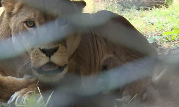 Állatkínzás és állatölés miatt tettek feljelentést a Palicsi Állatkert alkalmazottja ellen