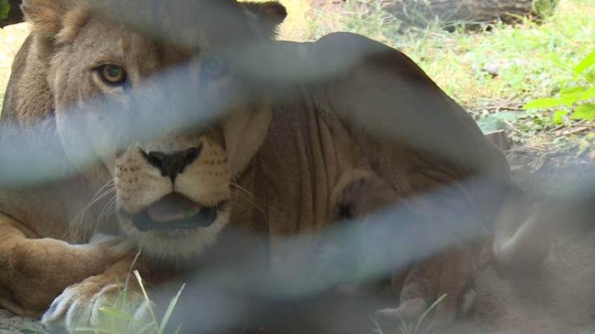 Állatkínzás és állatölés miatt tettek feljelentést a Palicsi Állatkert alkalmazottja ellen