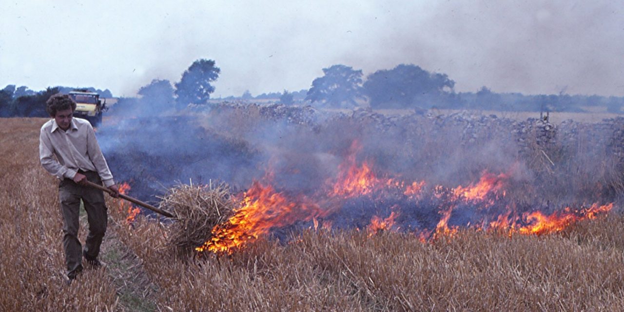 Kilenc kutya pusztult el a tarlóégetés miatt