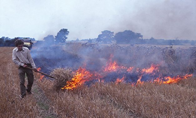 Kilenc kutya pusztult el a tarlóégetés miatt