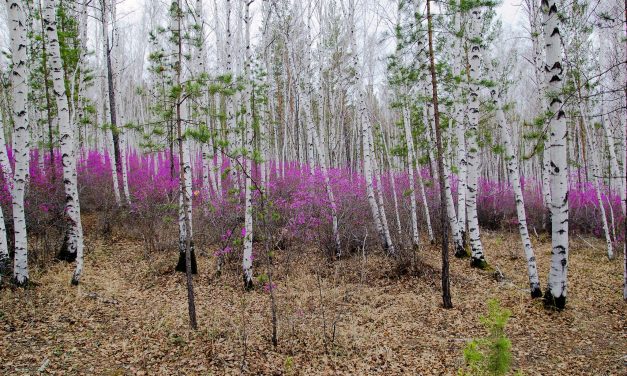 <span class="entry-title-primary">A vátott kicserëlése</span> <span class="entry-subtitle">Brasnyó István verse</span>