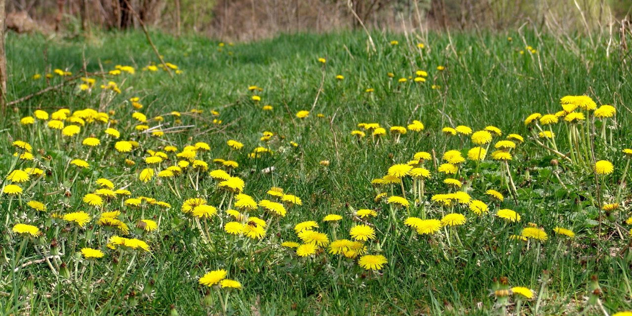 <span class="entry-title-primary">Ördögtánc</span> <span class="entry-subtitle">Deli Bálint verse</span>