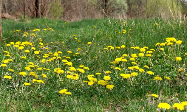 <span class="entry-title-primary">Ördögtánc</span> <span class="entry-subtitle">Deli Bálint verse</span>