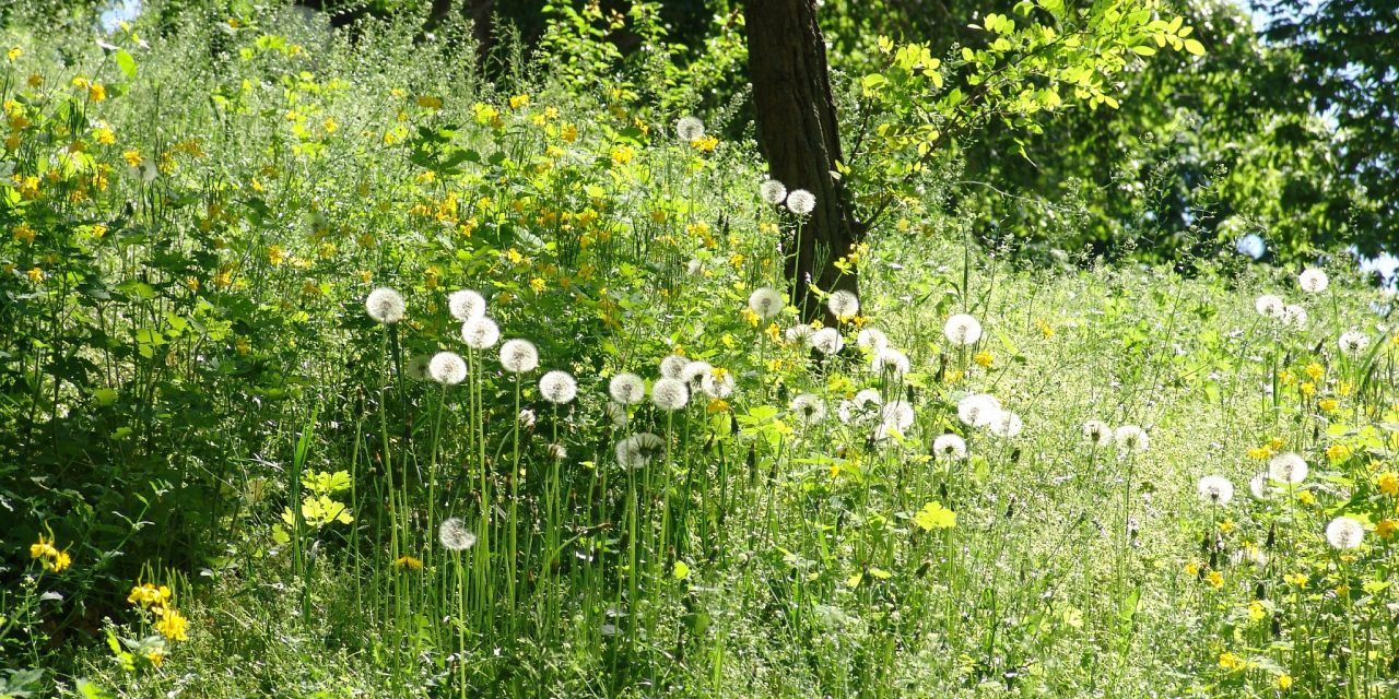 <span class="entry-title-primary">Optimizmus</span> <span class="entry-subtitle">Székely-Máté László verse</span>