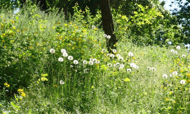 <span class="entry-title-primary">Optimizmus</span> <span class="entry-subtitle">Székely-Máté László verse</span>