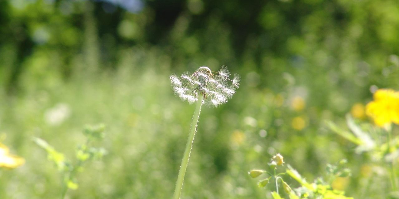 <span class="entry-title-primary">Tévedni blamázs</span> <span class="entry-subtitle">Pollák László verse</span>