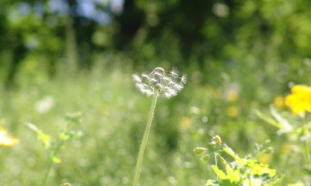 <span class="entry-title-primary">Tévedni blamázs</span> <span class="entry-subtitle">Pollák László verse</span>