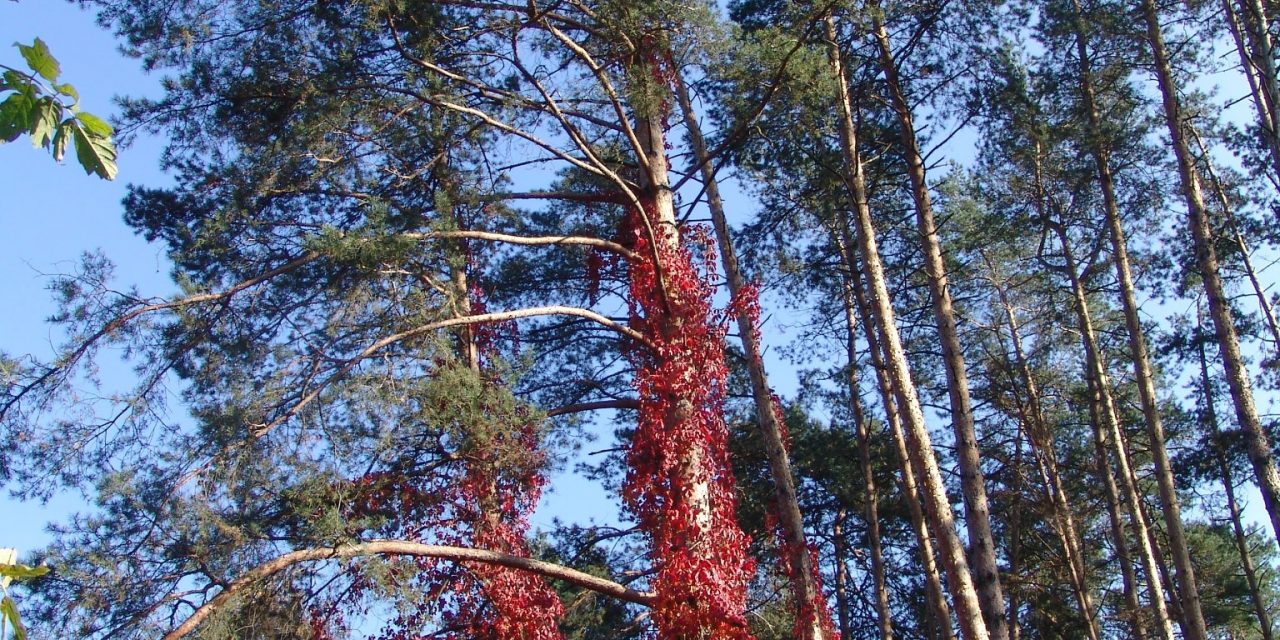 <span class="entry-title-primary">Krónikás ének 1918-ból</span> <span class="entry-subtitle">Ady Endre verse</span>