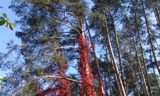 <span class="entry-title-primary">Krónikás ének 1918-ból</span> <span class="entry-subtitle">Ady Endre verse</span>