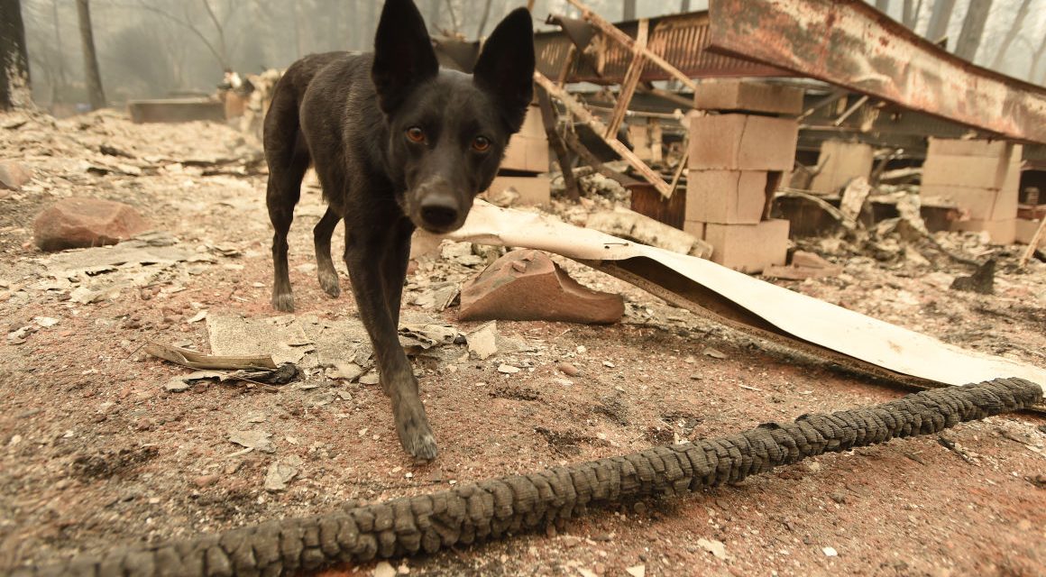 <span class="entry-title-primary">„Take me down to the Paradise City”</span> <span class="entry-subtitle">Az összehasonlítás talán a legfájdalmasabb – A tragikus hírek adták az indíttatást, hogy megnézzük, milyen volt a város alig tíz nappal ezelőtt</span>