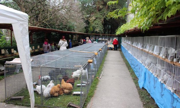 Egy hétvége a kisállatok jegyében