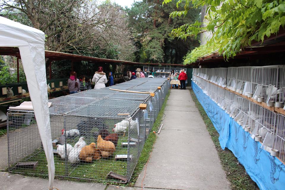 Egy hétvége a kisállatok jegyében