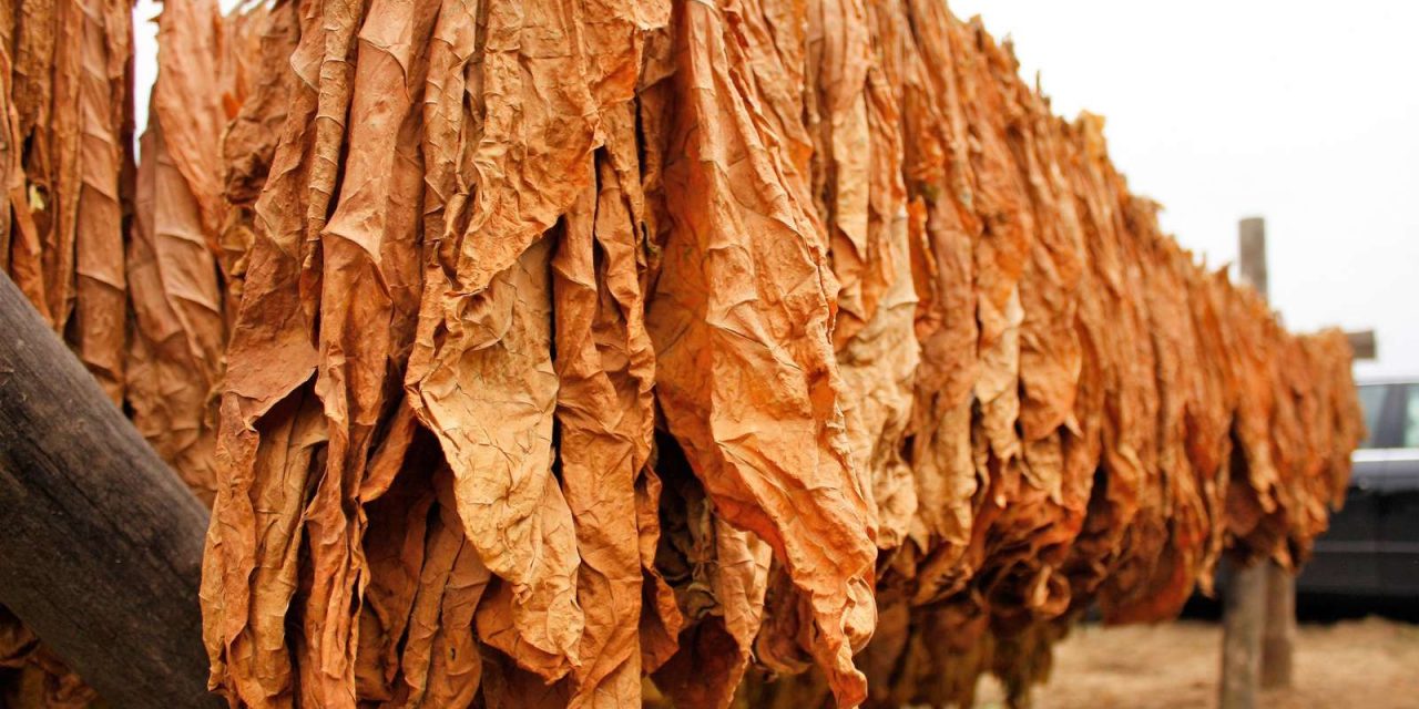 Dohányfogás Temerinben