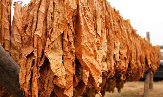 Dohányfogás Temerinben