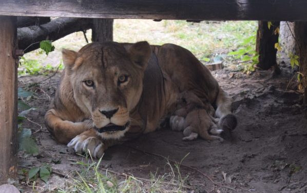 <span class="entry-title-primary">Szólítsanak Kiarának!</span> <span class="entry-subtitle">Nevet kapott a palicsi kisoroszlán</span>