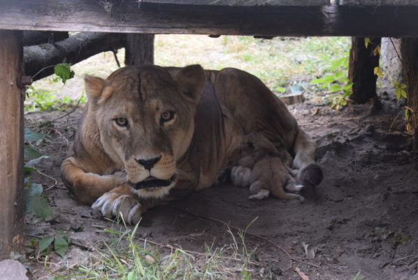 <span class="entry-title-primary">Szólítsanak Kiarának!</span> <span class="entry-subtitle">Nevet kapott a palicsi kisoroszlán</span>