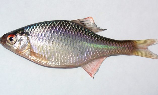 Keszeg, ökle és pisztráng versenyez az év hala címért