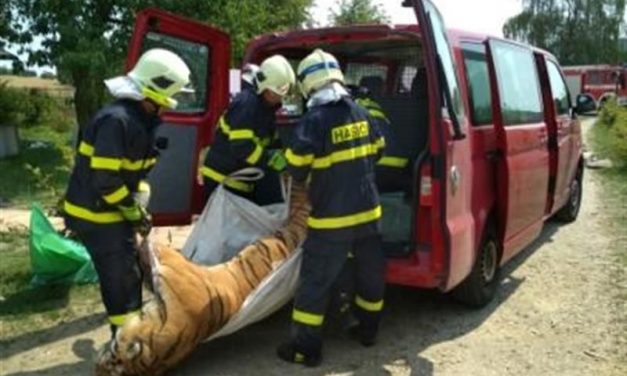 Tigris-vágóhídra csaptak le Prágában