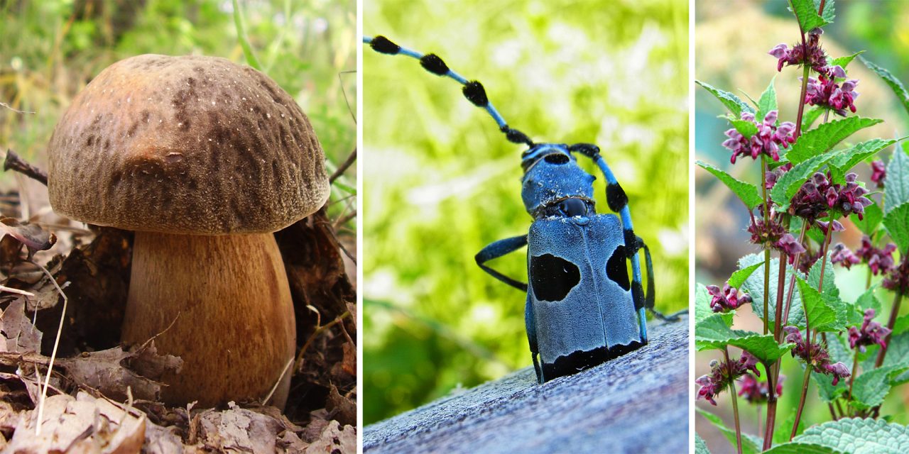 <span class="entry-title-primary">Melyiket szeressük? Most van beleszólása…</span> <span class="entry-subtitle">... hogy milyen állatok és növények kapjanak jövőre kiemelt figyelmet </span>