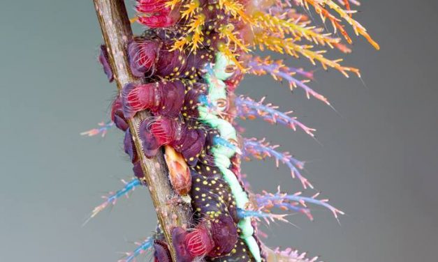 <span class="entry-title-primary">XXXVI. szonett</span> <span class="entry-subtitle">William Shakespeare költeménye</span>